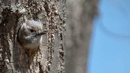 쇠딱다구리  Japanese Pygmy Woodpecker