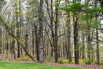 the forest of the quabbin reservior in early spring