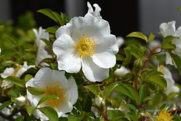 Obraz na płótnie Canvas Cherokee rose ( Rosa laevigata ) flowers. Rosaceae vine shrub. Blooms white five-petaled flowers from April to May.