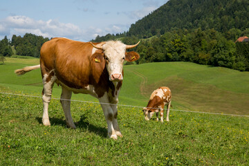 Photo of dairy cow grazing in the field of a farm in europe