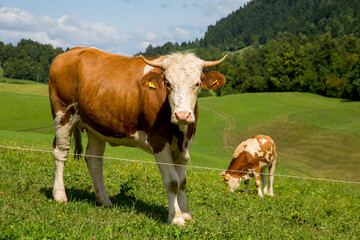 Naklejka na ściany i meble Photo of dairy cow grazing in the field of a farm in europe