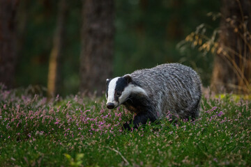 Badger at sunrise. European badger, Meles meles, in green pine forest. Hungry badger sniffs about food in moor. Beautiful black and white striped beast. Cute animal in nature habitat. Morning sunrays. © Vaclav