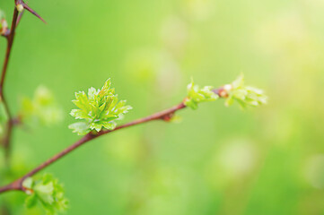 Green new leaf on a tree in spring. Soft focus on leaf and blurred green and brown bokeh background.