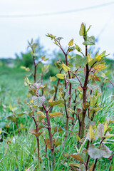 春の野原に生えるイタドリ