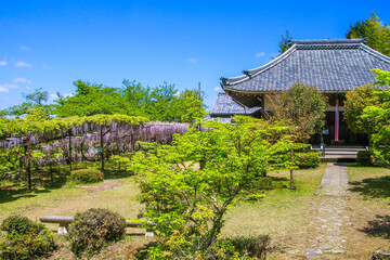 Fototapeta premium 正法寺の藤