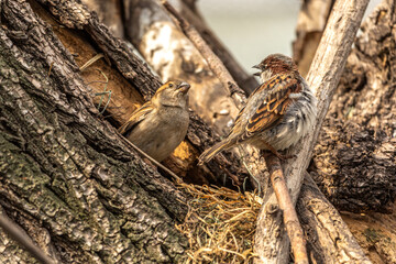A couple of sparrow birds at nest-building in spring outdoors, passer domesticus