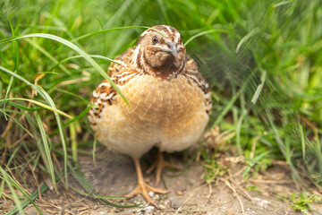Portrait of a common quail in the grass of a meadow, coturnix coturnix