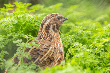 Portrait of a common quail in the grass of a meadow, coturnix coturnix