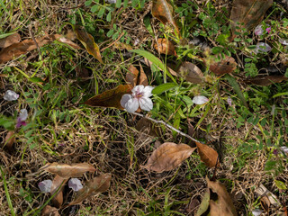 桜