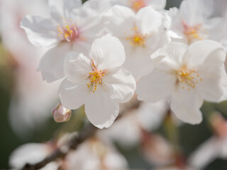 桜