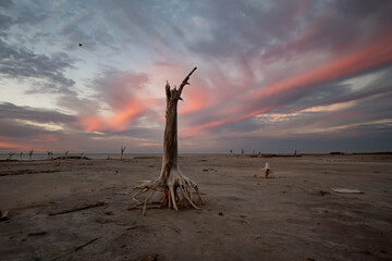 &Aacute;rbol seco con sus ra&iacute;ces expuestas, cielo de fondo con colores del atardecer, no gente