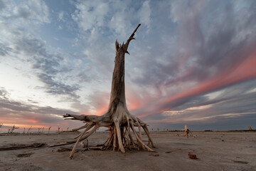 Árbol seco en playa de arena y barro con su raíces expuestas producto de inundación de laguna...
