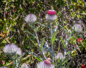 Close up of Cobweb thistle (Cirsium occidentale) at Lake Hollywood reservoir in Los Angeles, CA.