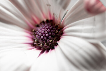 Centro de una flor color violeta con pétalos blancos, fondo de pantalla, no gente