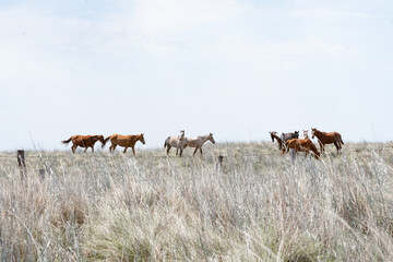 Caballos en campo Patagónico al sur de Argentina, con pastizales plateados