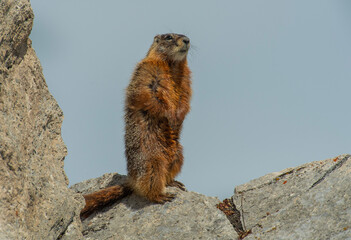Yellow Bellied Marmot
