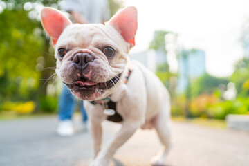 French bulldog breed walking at pets friendly dog park with his father. Domestic dog with owner enjoy urban outdoor lifestyle in the city on summer vacation. Pet Humanization and pet parents concept.