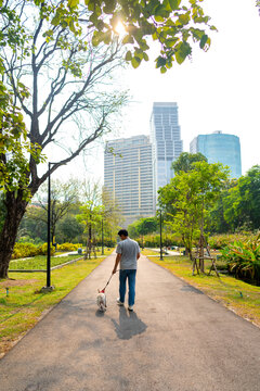 Asian Man Walking With French Bulldog Breed At Pets Friendly Dog Park. Domestic Dog With Owner Enjoy Urban Outdoor Lifestyle In The City On Summer Vacation. Pet Humanization And Pet Parents Concept.