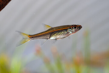 a redline rasbora, it's a nano schooling fish that dwells on mid to top of their environment