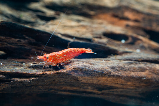 a red cherry shrimp eating some algae on a driftwood 