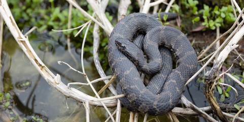 Common Water Snake. Slithering Serpent in Windsor's Wetlands: Capturing the Beauty of the Common Water Snake.  Wildlife Photography. 