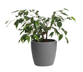 Beautiful ficus plant in pot on white background. House decor
