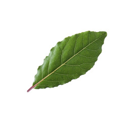 Fototapeta premium One fresh bay leaf isolated on white