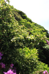 初夏に開花した白いツクバネウツギ