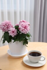 Obraz na płótnie Canvas Beautiful chrysanthemum plant in flower pot and cup of coffee on wooden table indoors