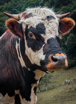 rostro de toro normando caf&eacute; con blanco.