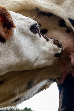 primer plano de una vaca y su cria chupando leche de su madre.
