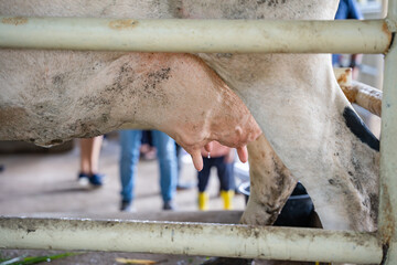 a cow is ready to be manually milked to educate tourist in the Philippines
