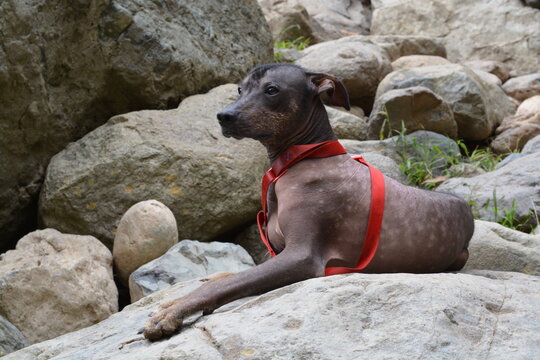 perro sin pelo del peru, viringo