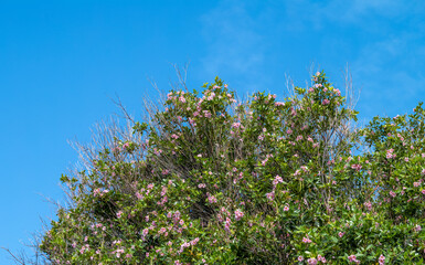 Blue Sky Over Pink Tree Orchids on a Green Tree.