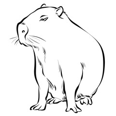 realistic capybara sitting - outline vector illustration sketch