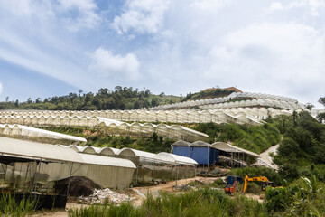 Generic industrial vegetables farming canopy on hill slope in cameron highlands