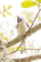 A juvenile tufted titmouse (Baeolophus bicolor), a cute little songbird. (My tentative assumption is that this is a juvenile, based on its yellow mouth edges & the fact that adult birds fed it.)