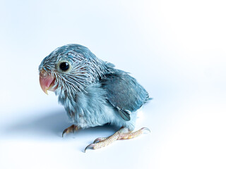 Forpus baby parrot bird on the white background
