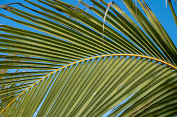 Arched Green and Orange Palm Leaf.