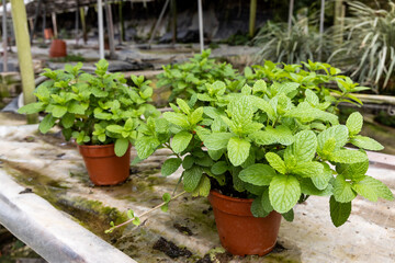 Fototapeta na wymiar Fresh and healthy organic peppermint herbs plant in nursery