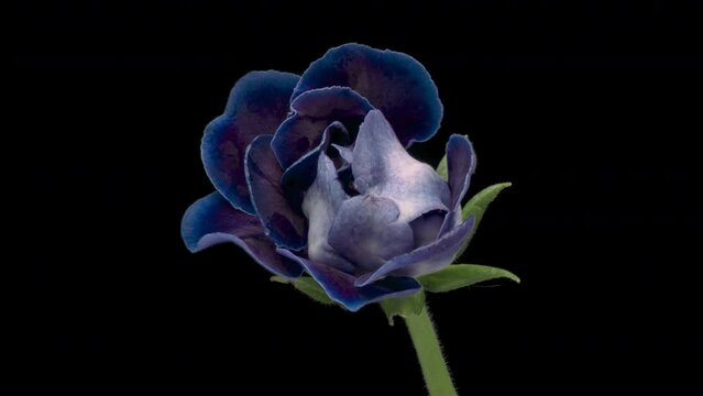 Timelapse of Blue Gloxinia flower blooming on black background