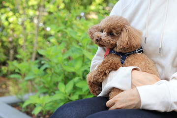 お散歩中のトイプードル © ぬいぐるみ王国