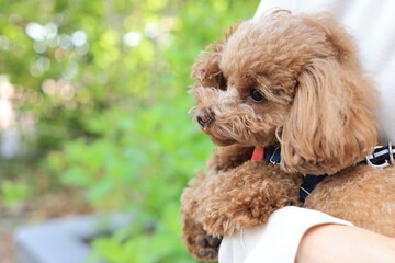 お散歩中のトイプードル