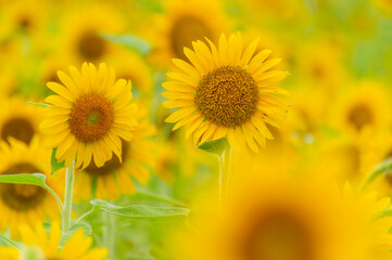 丹生の丘のひまわり畑