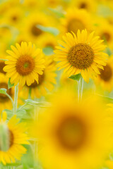 丹生の丘のひまわり畑