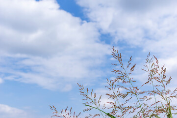 夏空とセイバンモロコシ