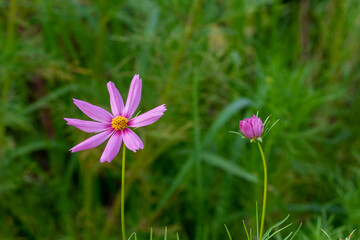 オオハルシャギク
