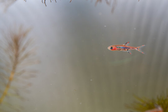 a lonely chili rasboras in aquarium tank
