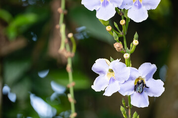 a beetle finding nectars while doing pollination