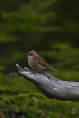 robin on a branch